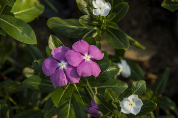 Bautiful Of Pink Purple Orange And Red Petunia Flowers  Blooming In A  Garden.