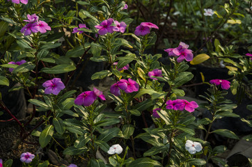 Bautiful Of Pink Purple Orange And Red Petunia Flowers  Blooming In A  Garden.