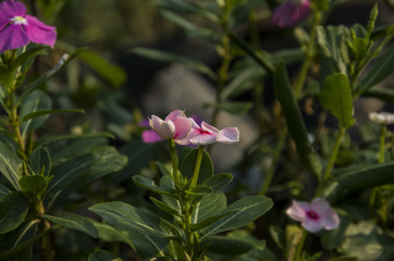 Bautiful Of Pink Purple Orange And Red Petunia Flowers  Blooming In A  Garden.