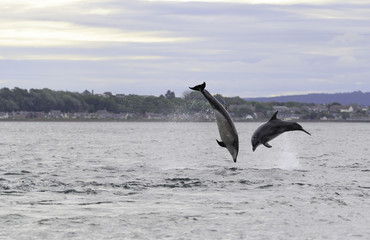 Wild bottlenose dolphin tursiops truncatus
