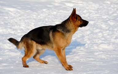 Dog german shepherd in a park