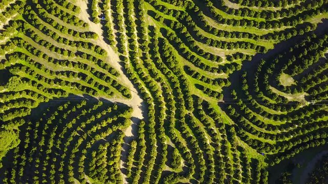 Aerial view of orange tree groves on hills