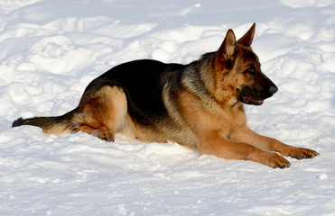 Dog german shepherd in a park