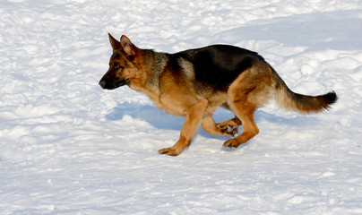 German shepherd running in the snow