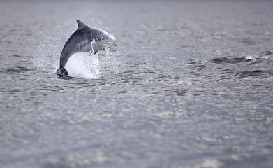 Fototapeta premium Wild bottlenose dolphin tursiops truncatus