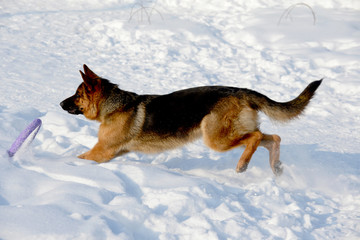 German shepherd playing in the snow