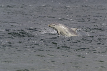 Obraz premium Wild bottlenose dolphin tursiops truncatus