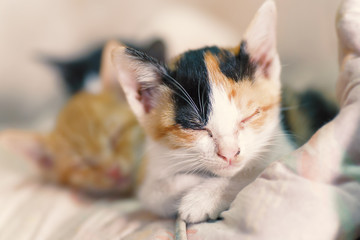 Cute kittens are sleeping together, pet at home