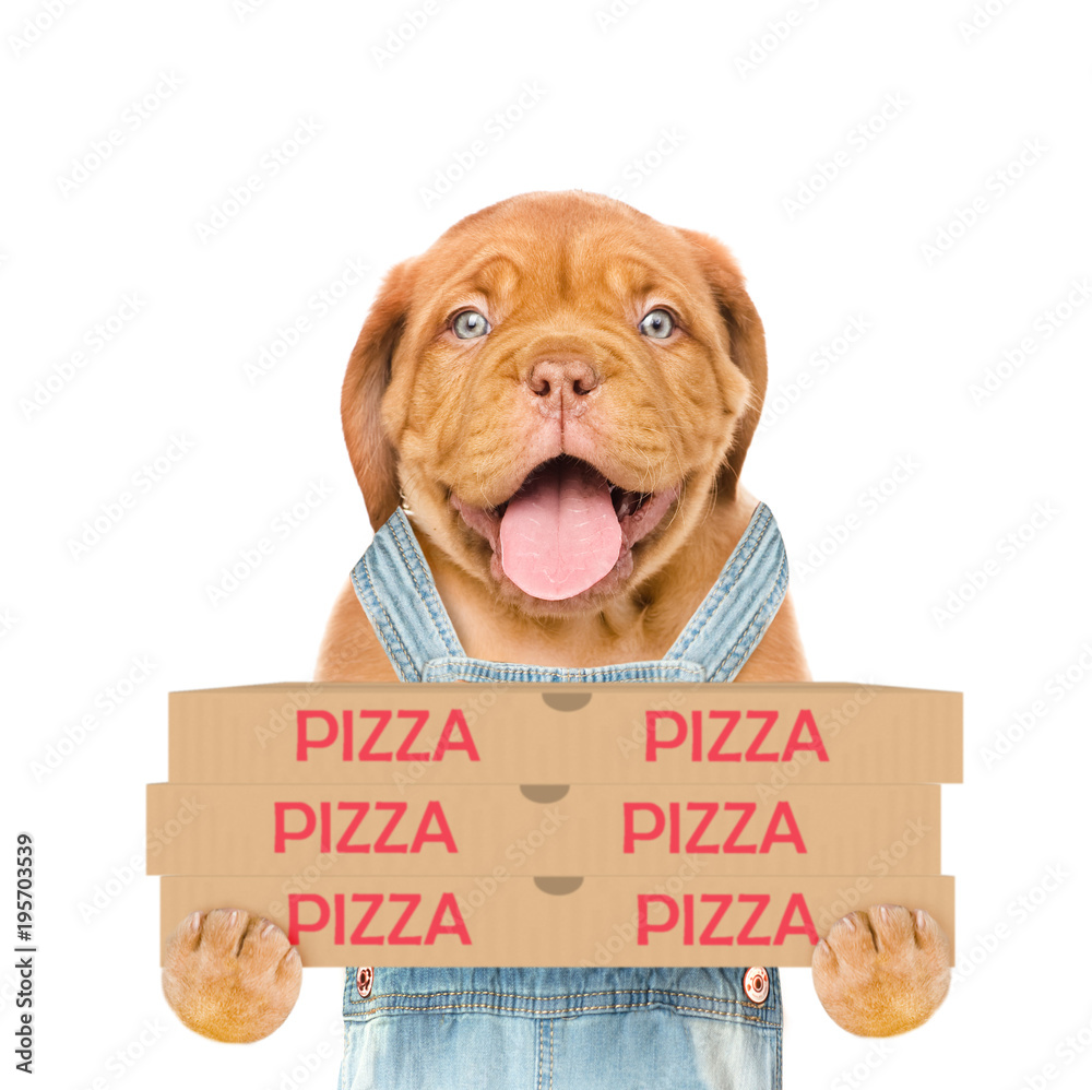 Poster pizza delivery puppy with pizza boxes. isolated on white background