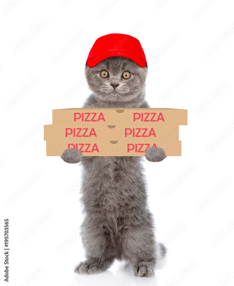 Poster pizza delivery cat with pizza boxes. isolated on white background
