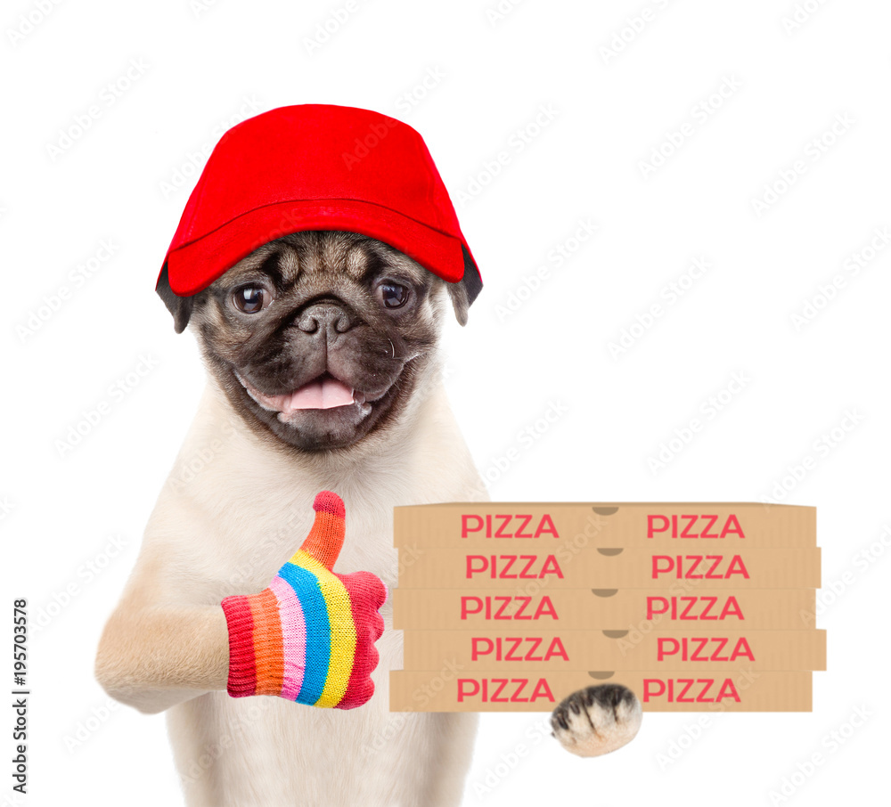 Poster pizza delivery dog in red cap with pizza boxes showing thumbs up. isolated on white background