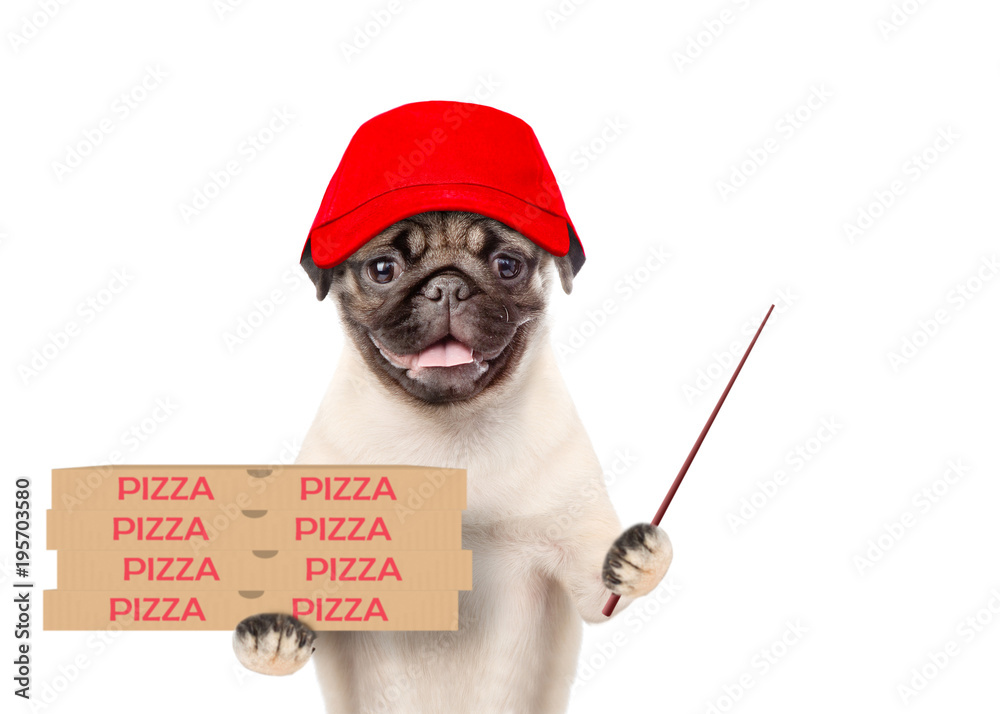 Poster Funny pizza delivery puppy in red cap with pizza boxes and pointing stick. isolated on white background