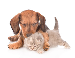 dachshund puppy embracig tiny kitten.  isolated on white background