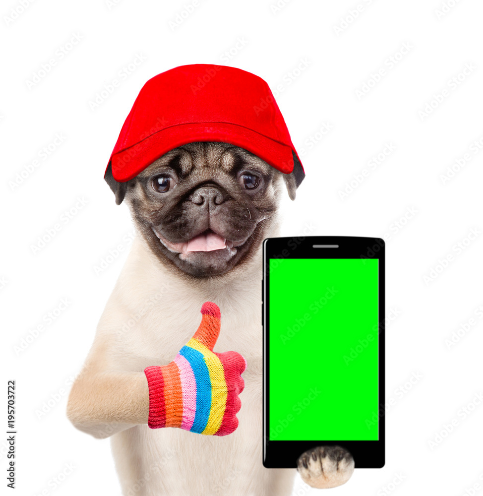 Poster funny puppy with smartphone and red cap showing thumbs up. isolated on white background