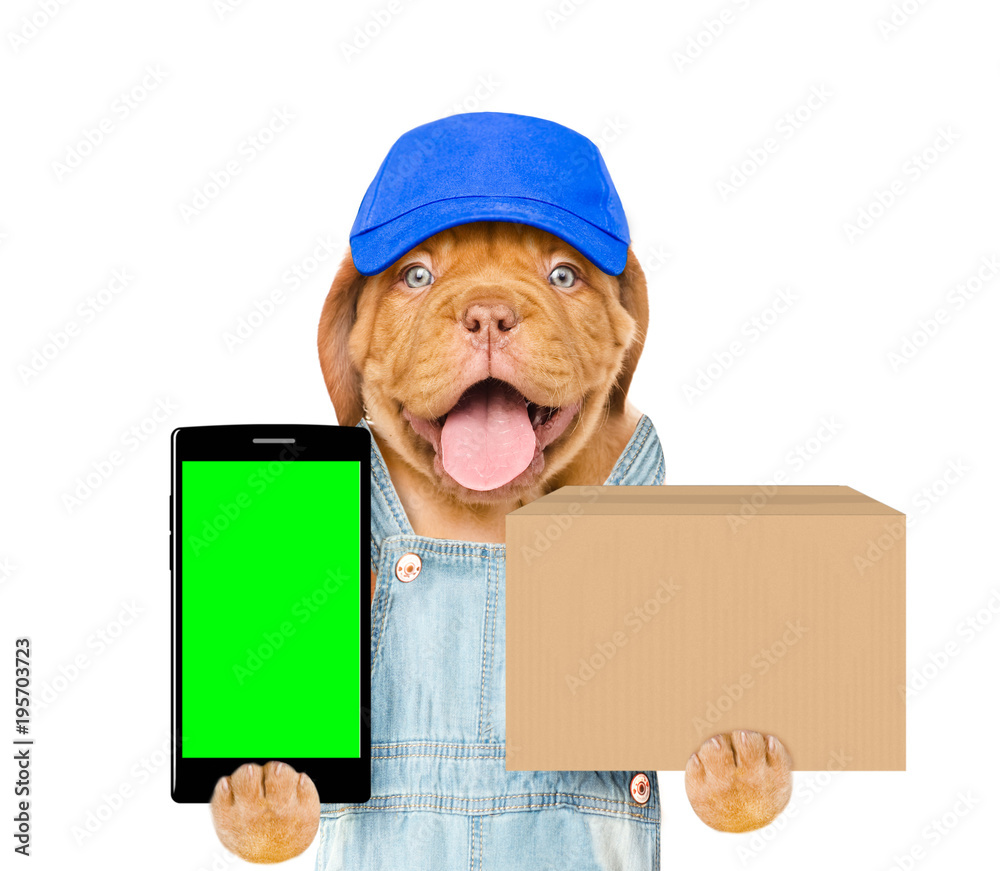Poster funny puppy with smartphone and box. isolated on white background