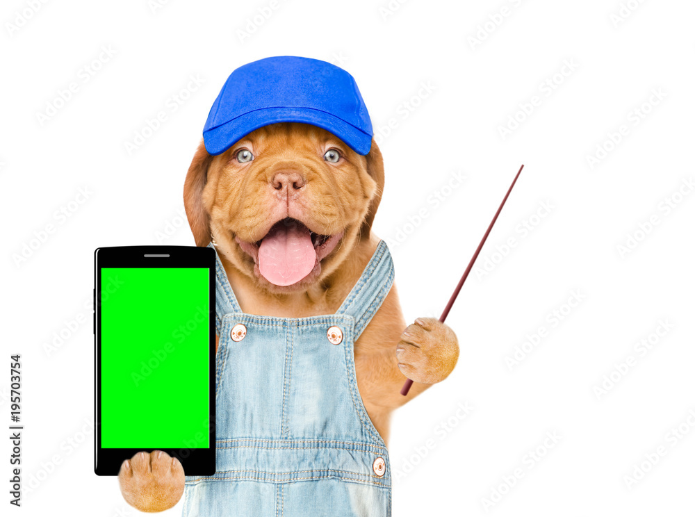 Poster happy puppy in blue cap with smartphone and pointing stick. isolated on white background