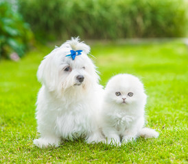 White maltese puppy and highland fold kitten lying together on green summer grass