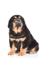 Big tibetan mastiff puppy sitting and looking up. isolated on white background