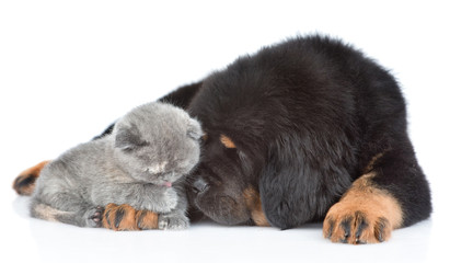 Tibetan mastiff puppy and tiny kitten together. isolated on white background