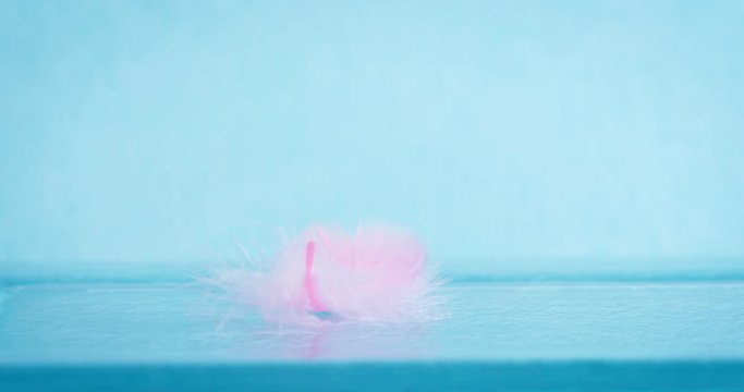 Extremely close up a soft pink feather on blue background as dreamy ,softness , fresh and romance concept , 4K Dci resolution