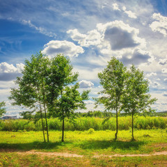Fototapeta na wymiar Natural summer landscape of green trees on a meadow against a cloudy blue sky in a bright sunny day. Nature in the open air