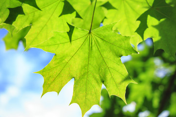 green maple leaves on blue sky background. Summer background. Natural plants