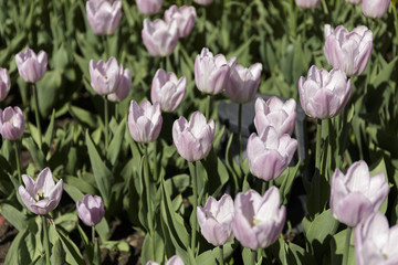 Multicolored tulips, growing on a flowerbed. Colorful Background.