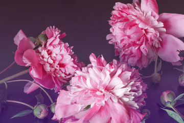 Pink peony flower on a dark background