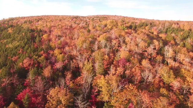 Fall Foliage Forest Colors- Brierly Brook, Nova Scotia