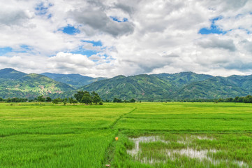 Fototapeta premium rice fields in Vietnam, against the background of mountains and cloudy skies, on the border with Cambodia
