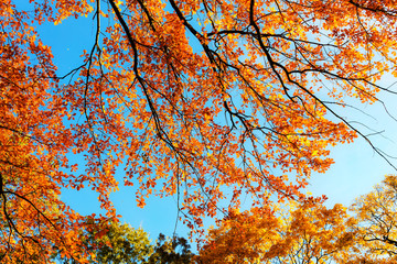 bright orange oak foliage