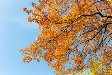 foliage of oak against the sky