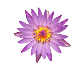 pink lotus isolated on white