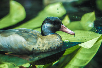 Duck