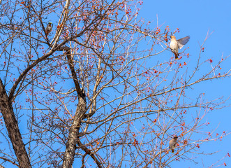 Bombycilla garrulus, waxwings on the branches of a Rowan on a background of blue sky