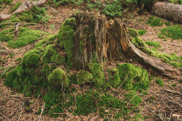 The stump is covered with moss in the Carpathian forest.Wild nature
