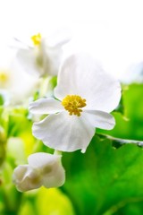 Fototapeta na wymiar White Wax Begonia Semperflorens 