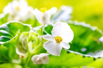 White Wax Begonia Semperflorens 