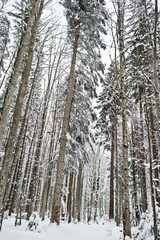 Huge pine trees forest covered by snow. Majestic winter landscapes.