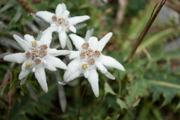 The beautiful and rare alpine stars