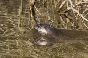 euroasian otter, Lutra lutra, swimming on river lossie, winter, moray, scotland, march.