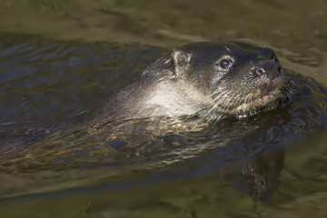 euroasian otter, Lutra lutra, swimming on river lossie, winter, moray, scotland, march.
