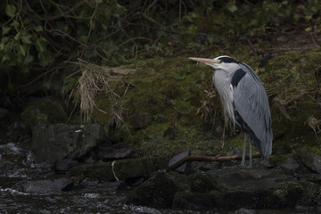 grey heron, ardea cinerea, standing searching for food by a waterfall on river lossie in elgin, moray, scotland