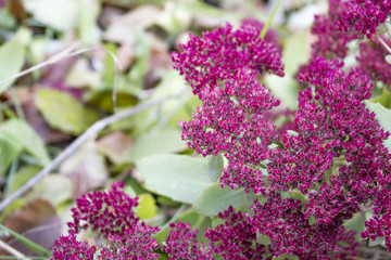 Stonecrop, sedum in late autumn. Red flowers