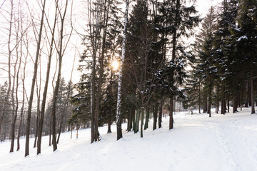 Fir trees covered with snow on a winter mountain