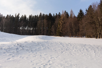 Fir trees covered with snow on a winter mountain