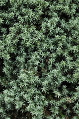 プロカンベンスナナ