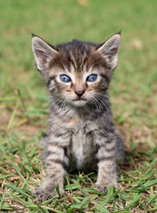 Naklejka na ściany i meble Cute little kitten posing for a portrait on the grass