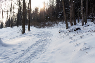 Obraz premium Scenic winter landscape with sunset trough some trees coming