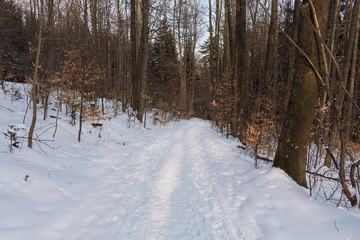 Winter mountain trees on winter mountain background landscape. Ski tracks